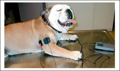 Quelles sont les techniques de physiothérapie utilisées pour les animaux ?