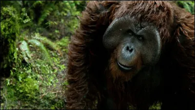 Dans la trilogie « La Planète des Singes », comment s'appelle l'orang-outan ?