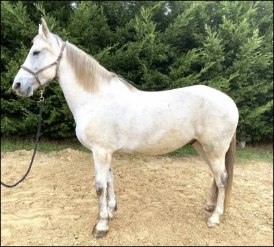 Le gris est une robe...