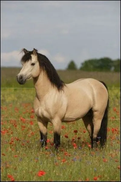 L'isabelle est une robe...