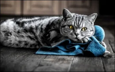 Durant quel jour de la semaine préfères-tu te trouver ?