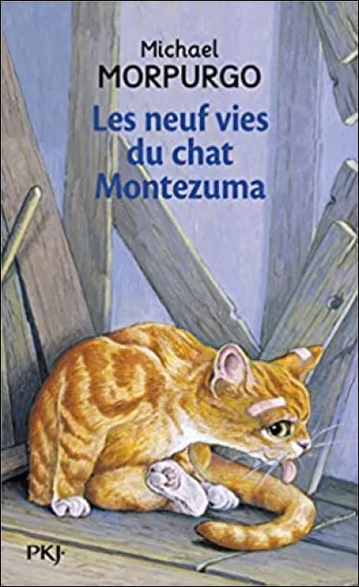 D'après les croyances populaires, combien les chats auraient-ils de vies ?