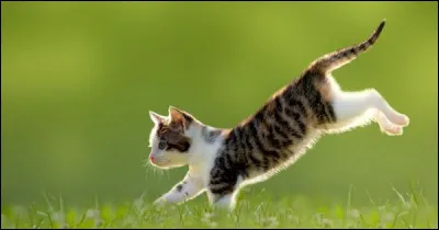 Autre mythe, quand les chats font une chute...