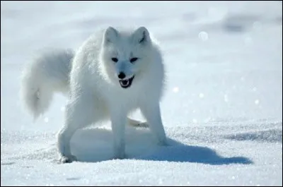 Quel est l'autre nom du Renard arctique ou Renard polaire ?
