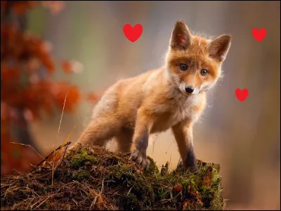 ''Adieu, dit le renard. Voici mon secret. Il est très simple : on ne voit bien qu'avec le coeur. L'essentiel est invisible pour les yeux'' Qui est l'auteur de cette phrase célèbre ?