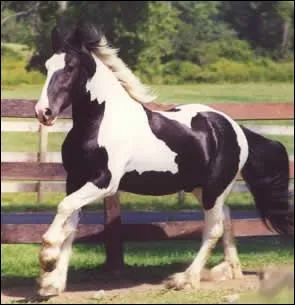 Comment se nomme cette robe ?