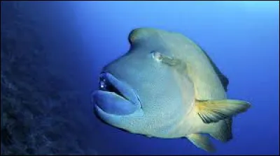 Quel est le nom de ce poisson portant le nom d'un empereur ?