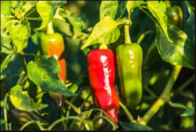 Quelle est l'unité de mesure de la force d'un piment ?