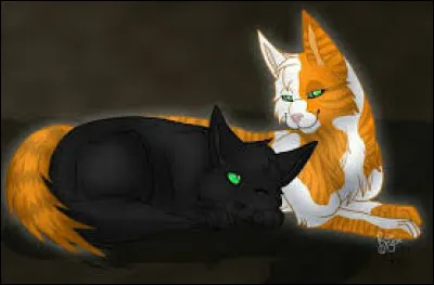 Imagine que ton compagnon ou ta compagne te remplace par un autre félin, quelle serait ta réaction ?