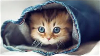 Comment dit-on chat en allemand ?