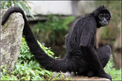 Quel est ce singe diurne arboricole d'Am&eacute;rique du Sud, rapide et agile qui ne descend que rarement au sol ?