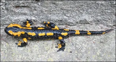 Quel est cet amphibien nocturne aux grands yeux noirs, animal hibernant ?