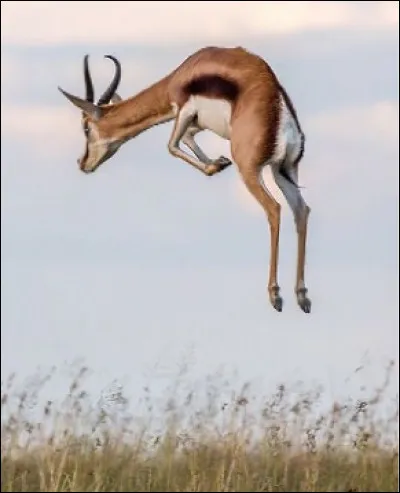 Quelle est celle antilope sauteuse d'Afrique, capable de bon de deux m&egrave;tres de haut, animal tr&egrave;s rapide atteignant 88 km/h ?