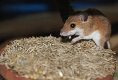 Quel est ce rongeur d'Afrique, le plus petit du monde qui mesure entre 3 et 8 centim&egrave;tres et p&egrave;se entre 3 et 12 grammes ?