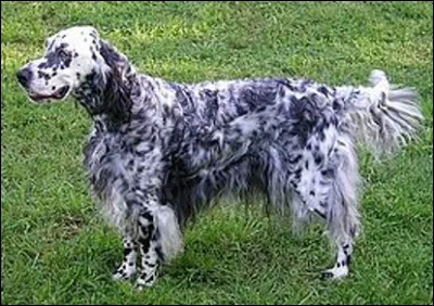 Quel est ce chien de chasse britannique, compact, charpent&eacute;, harmonieux avec un pelage frang&eacute; ?