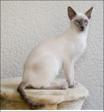 Quel est ce chat originaire de Tha&iuml;lande au cr&acirc;ne plat, aux yeux bleus en amande et &agrave; la fourrure courte et lustr&eacute;e ?