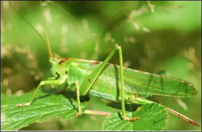 Quel est cet insecte qui se d&eacute;place en sautant &agrave; l'aide de ses longues pattes post&eacute;rieures ?