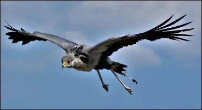 Quel est ce rapace diurne au bec crochu, redoutable chasseur de serpent ?