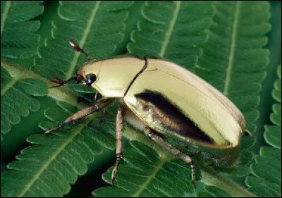 Quel est cet insecte, unique au monde, originaire des for&ecirc;ts d'Am&eacute;rique centrale qui semble sculpt&eacute; dans l'or massif ?