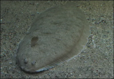 Quel est ce poisson plat qui vit couch&eacute; dans les fonds sableux ?