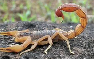 Quel est cet arachnide &agrave; carapace avec des pinces et un aiguillon venimeux ?