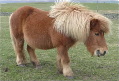 Quel est ce poney, le plus petit &eacute;quid&eacute; du monde, animal de loisir et d'instruction pour les enfants ?