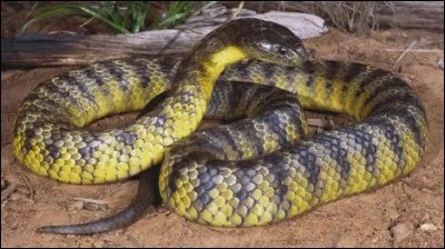 Quel est ce serpent venimeux d'Australie, le plus dangereux du monde ?