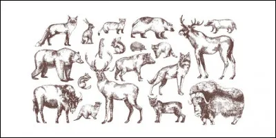 Quel est ton animal totem ?