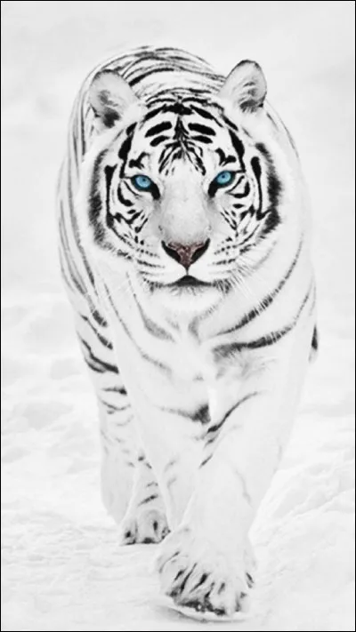 Dans "Minecraft", il y a des animaux. Lequel n'existe pas, ci-dessous ?