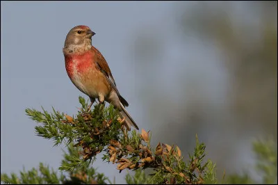 Quel est cet oiseau ?