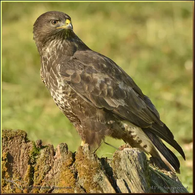 Quel est cet oiseau ?