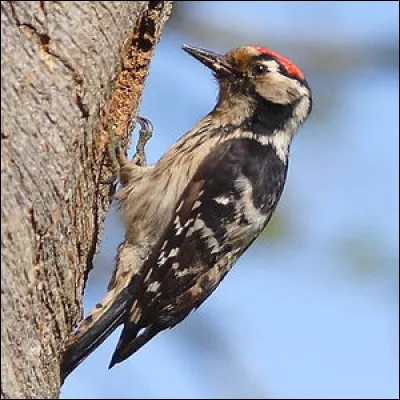 Quel est cet oiseau ?