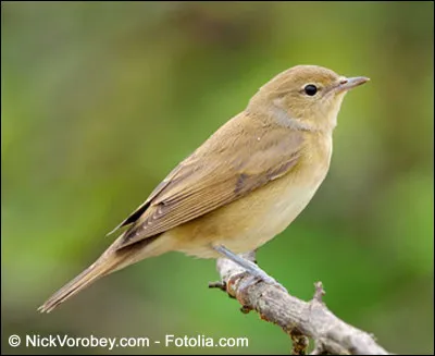 Quel est cet oiseau ?