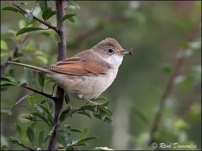 Quel est cet oiseau ?