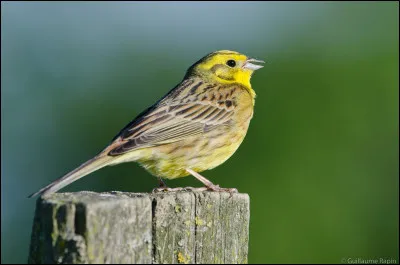 Quel est cet oiseau ?