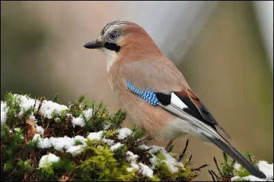 Quel est cet oiseau ?