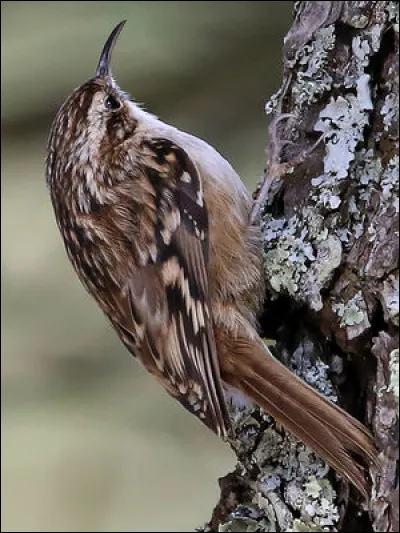 Quel est cet oiseau ?