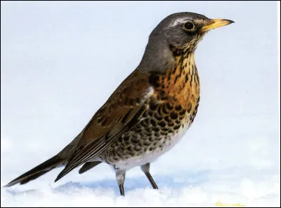 Quel est cet oiseau ?