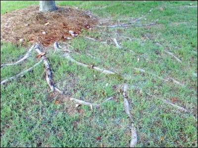 Tu trébuches sur une racine d'arbre.