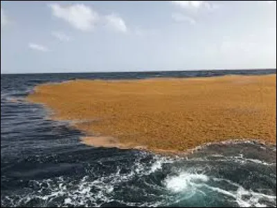Quel pays la mer des Sargasses borde-t-elle ?