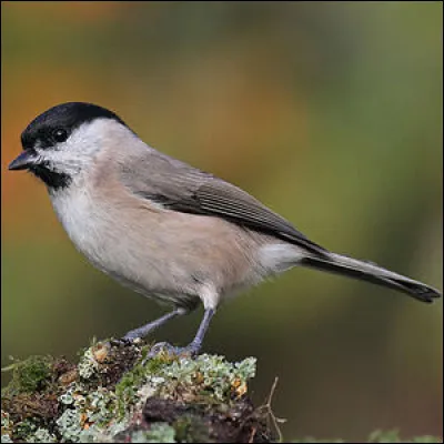 Quel est cet oiseau ?