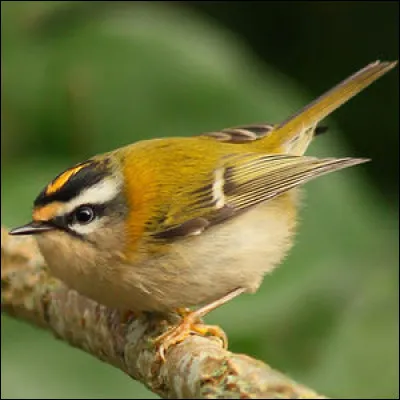 Quel est cet oiseau ?