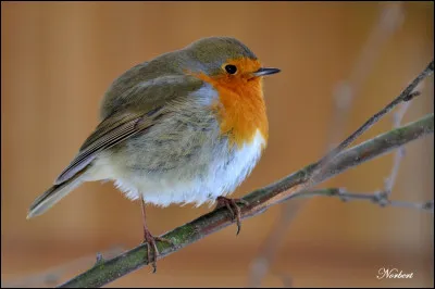 Quel est cet oiseau ?