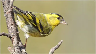 Quel est cet oiseau ?