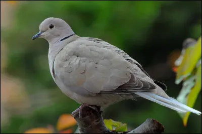Quel est cet oiseau ?