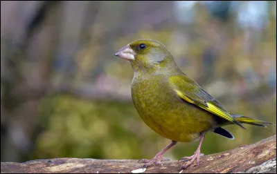 Quel est cet oiseau ?