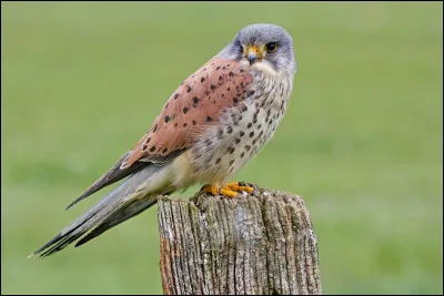 Quel est cet oiseau ?