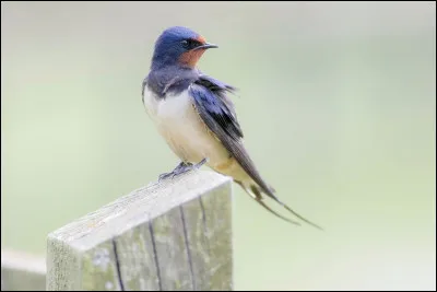 Quel est cet oiseau ?