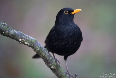 Quel est cet oiseau ?
