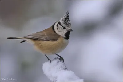 Quel est cet oiseau ?